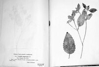 Phyllactinia fraxini image